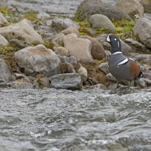 Harlequin Duck (Histrionicus histrionicus) standing at the waters edge on a stone