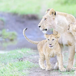 Lioness (Panthera leo) with two cubs playing together, Masai Mara National Reserve, Kenya
