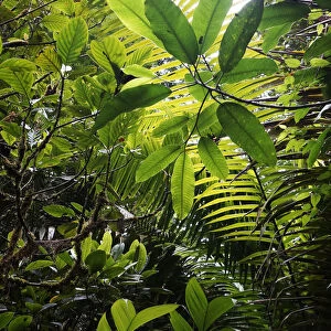 Rainforest interior, Costa Rica