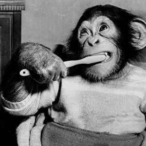 The 14-month-old chimp Pete is brushing his teeth. March 1951 1950s