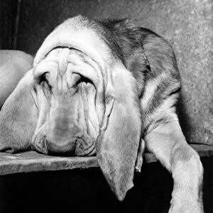 Animals Dogs Bloodhound. November 1964 P000589