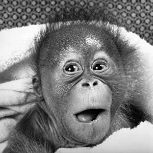This baby Orang-Utan may have a surprised look on her face