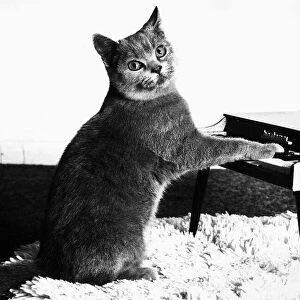 Fred the Cat playing toy piano 1984