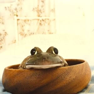 A toad in the bowl