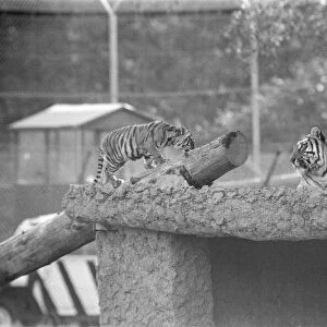 Young Tigers at Windsor Safari Park, Berkshire, England, October 1980