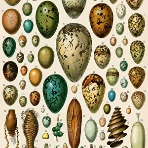 Eggs of some birds and turtles, and seed cases of bryophites and some other plants. Color lithograph