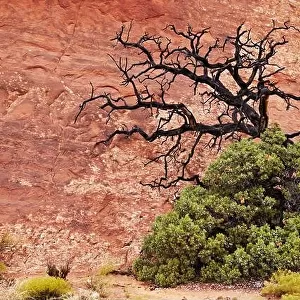 Tree over red rock background in Arches National Park, Utah, USA